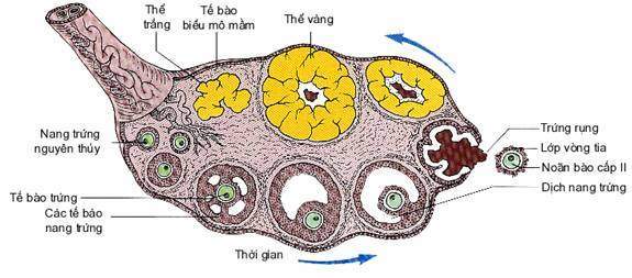 buồng trứng, nội tiết, noãn bào, rụng trứng, tử cung, kinh nguyệt, hoàng thể, niêm mạc hoài thai, 
