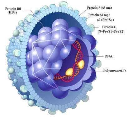 Cấu tạo virus viêm gan B 